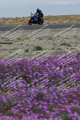 media/Jan-14-2023-SoCal Trackdays (Sat) [[497694156f]]/Turn 14 Exit Bloomig (145pm)/